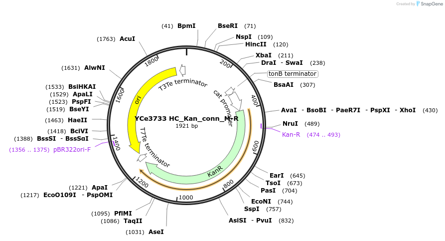 100657-plasmid-map-sequence-id-192771