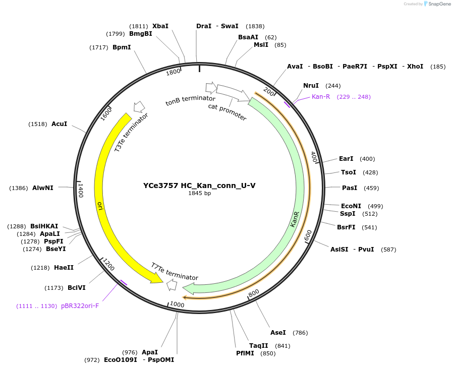 100663-plasmid-map-sequence-id-192777