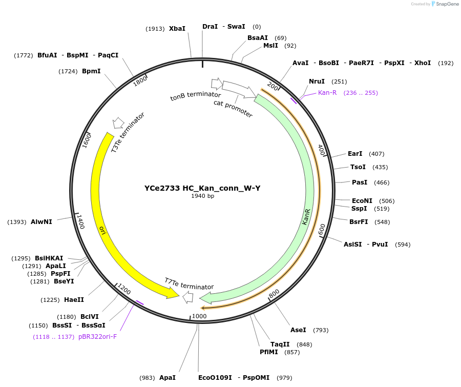 100665-plasmid-map-sequence-id-192779