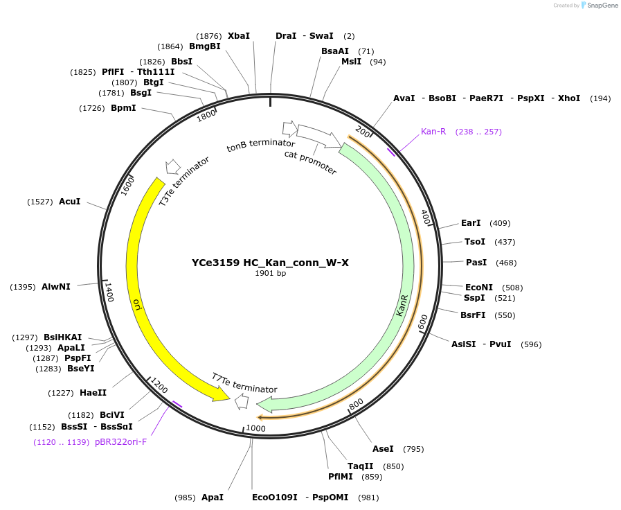 100666-plasmid-map-sequence-id-192780