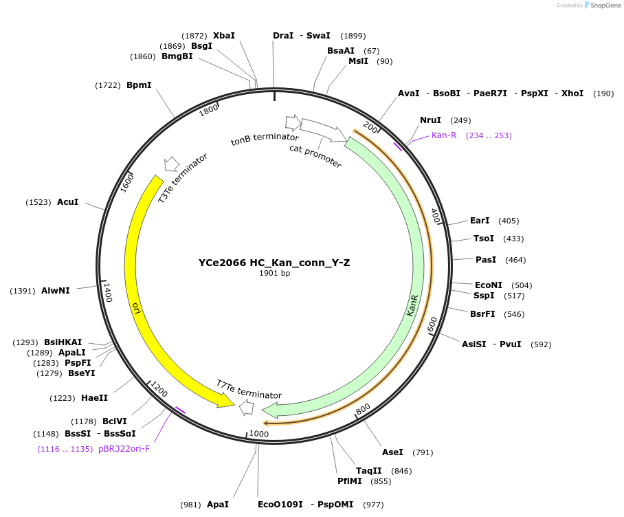 100667-plasmid-map-sequence-id-192781