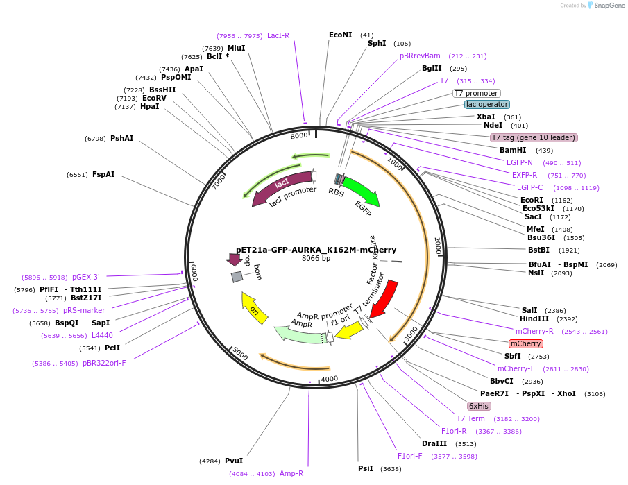 99881-plasmid-map-sequence-id-192791