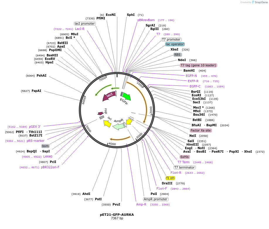 99875-plasmid-map-sequence-id-192792
