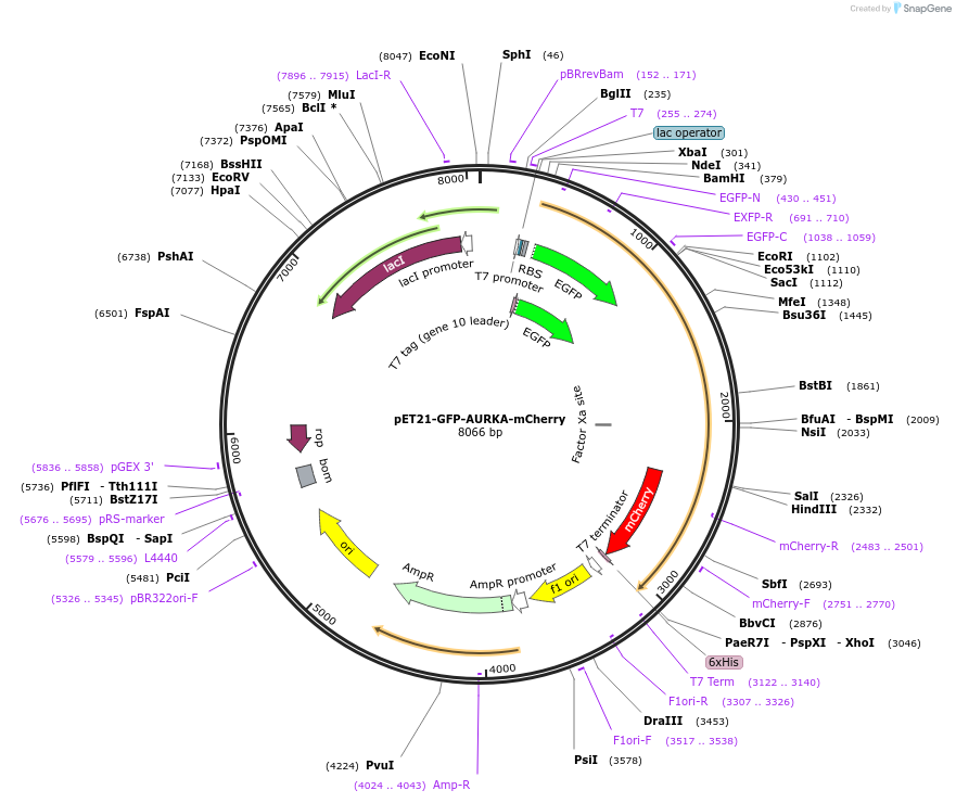 99876-plasmid-map-sequence-id-192793