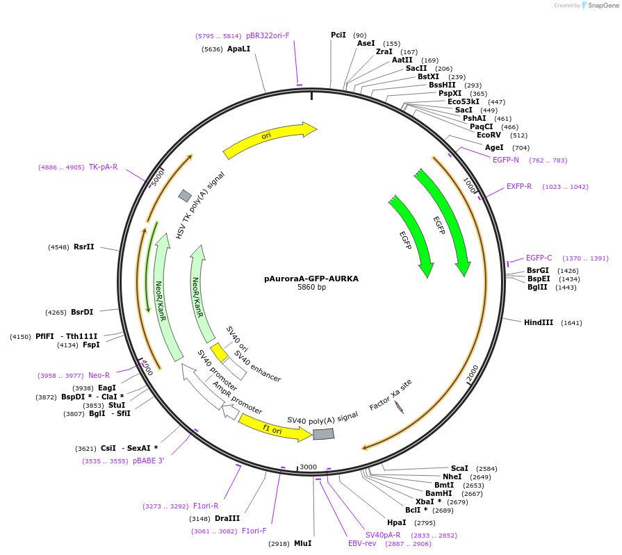 99877-plasmid-map-sequence-id-192799