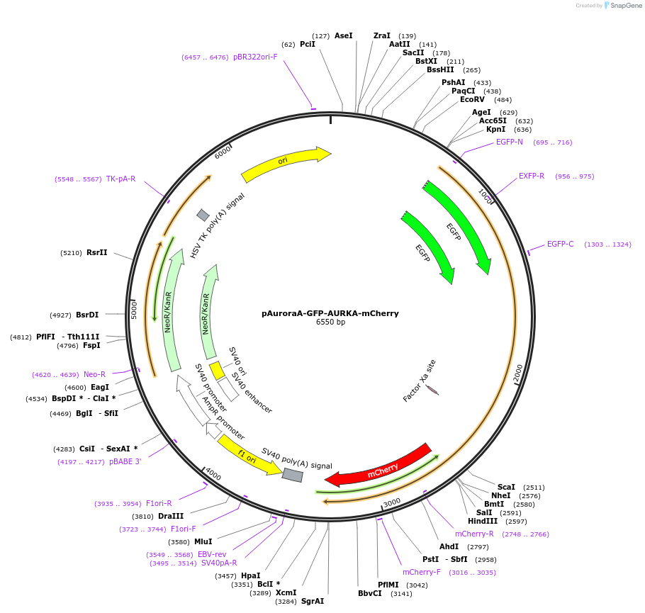 99878-plasmid-map-sequence-id-192822