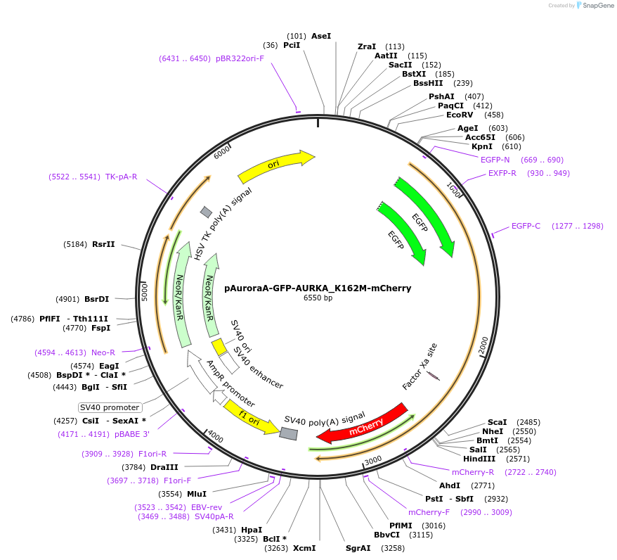 99880-plasmid-map-sequence-id-192823
