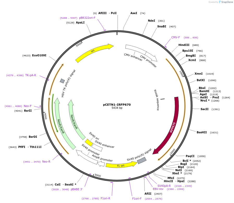 99879-plasmid-map-sequence-id-192824