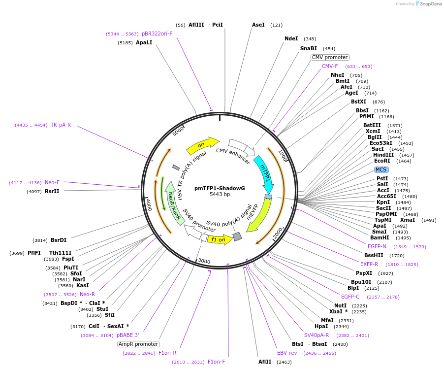 99867-plasmid-map-sequence-id-192825