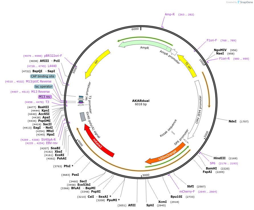 99869-plasmid-map-sequence-id-192827