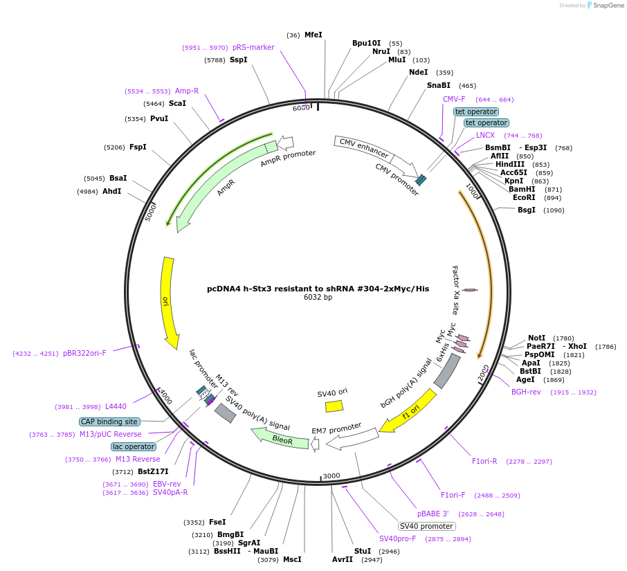 99746-plasmid-map-sequence-id-192828