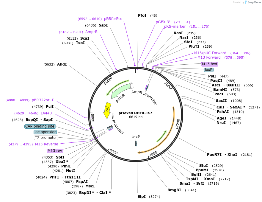 100605-plasmid-map-sequence-id-192861