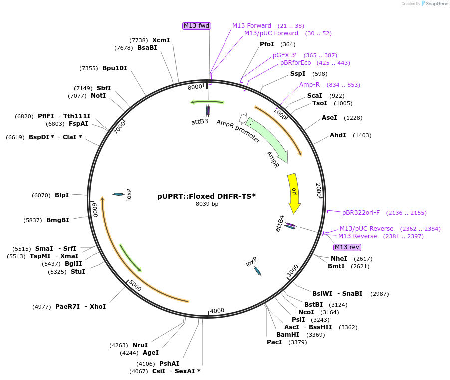 100606-plasmid-map-sequence-id-192862