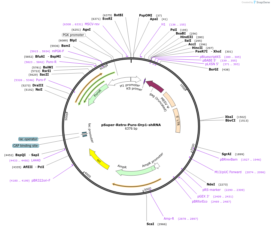 99385-plasmid-map-sequence-id-192863