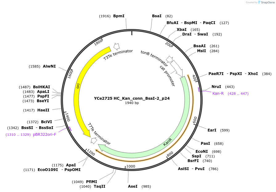 100669-plasmid-map-sequence-id-192874