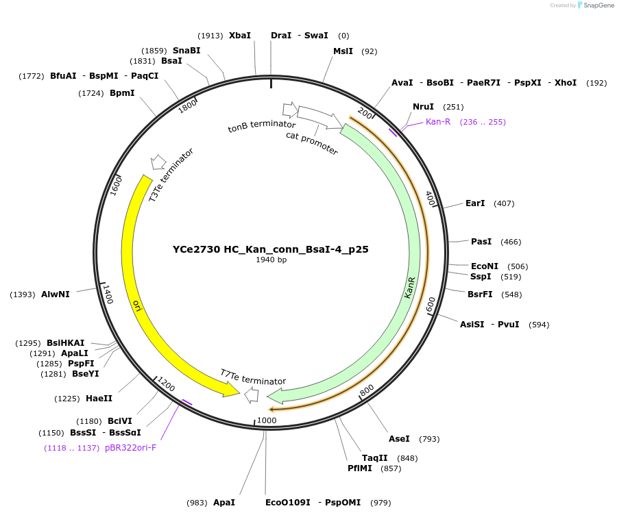 100671-plasmid-map-sequence-id-192878