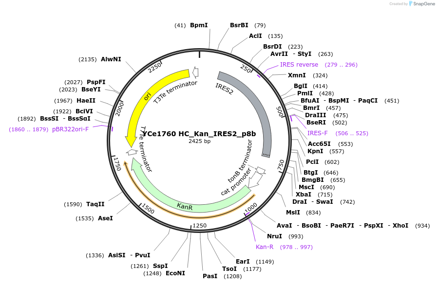 100673-plasmid-map-sequence-id-192879
