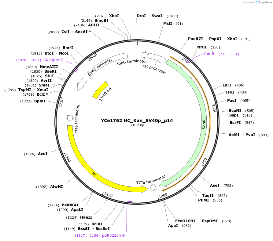 100674-plasmid-map-sequence-id-192880