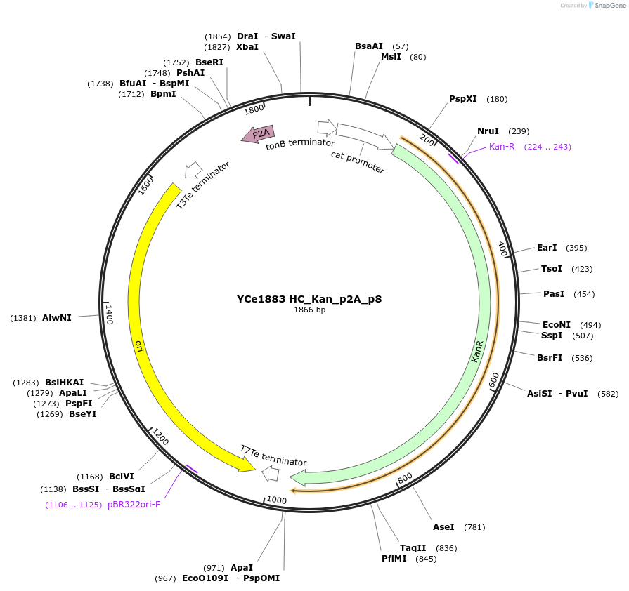 100675-plasmid-map-sequence-id-192881