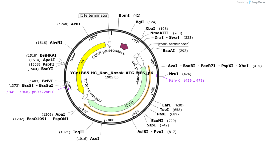 100676-plasmid-map-sequence-id-192882