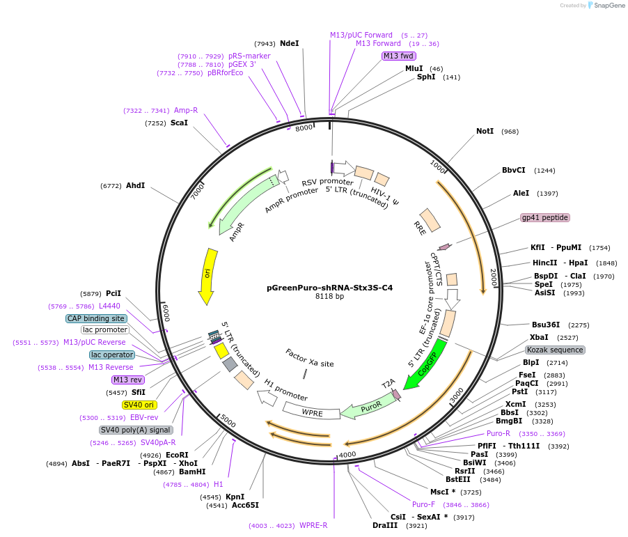 99742-plasmid-map-sequence-id-192883