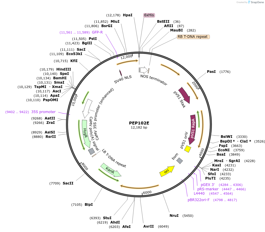 97388-plasmid-map-sequence-id-192884