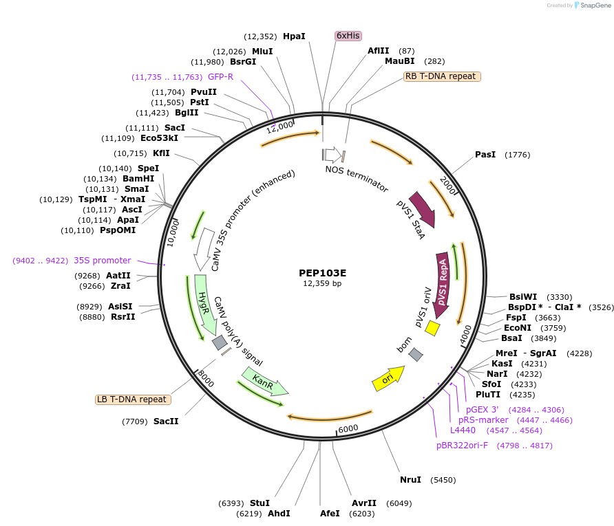 97389-plasmid-map-sequence-id-192885