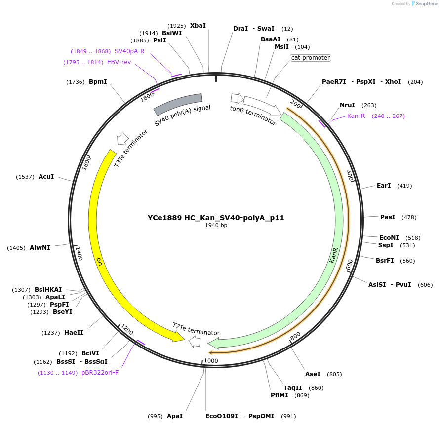100678-plasmid-map-sequence-id-192888
