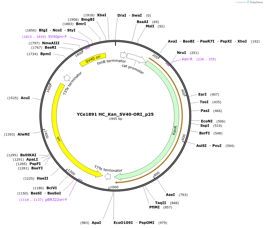 100679-plasmid-map-sequence-id-192890