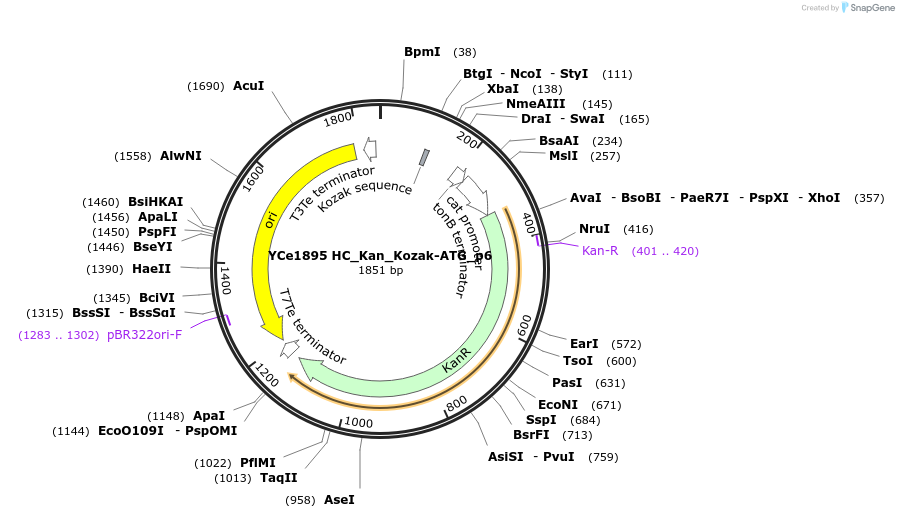 100680-plasmid-map-sequence-id-192891