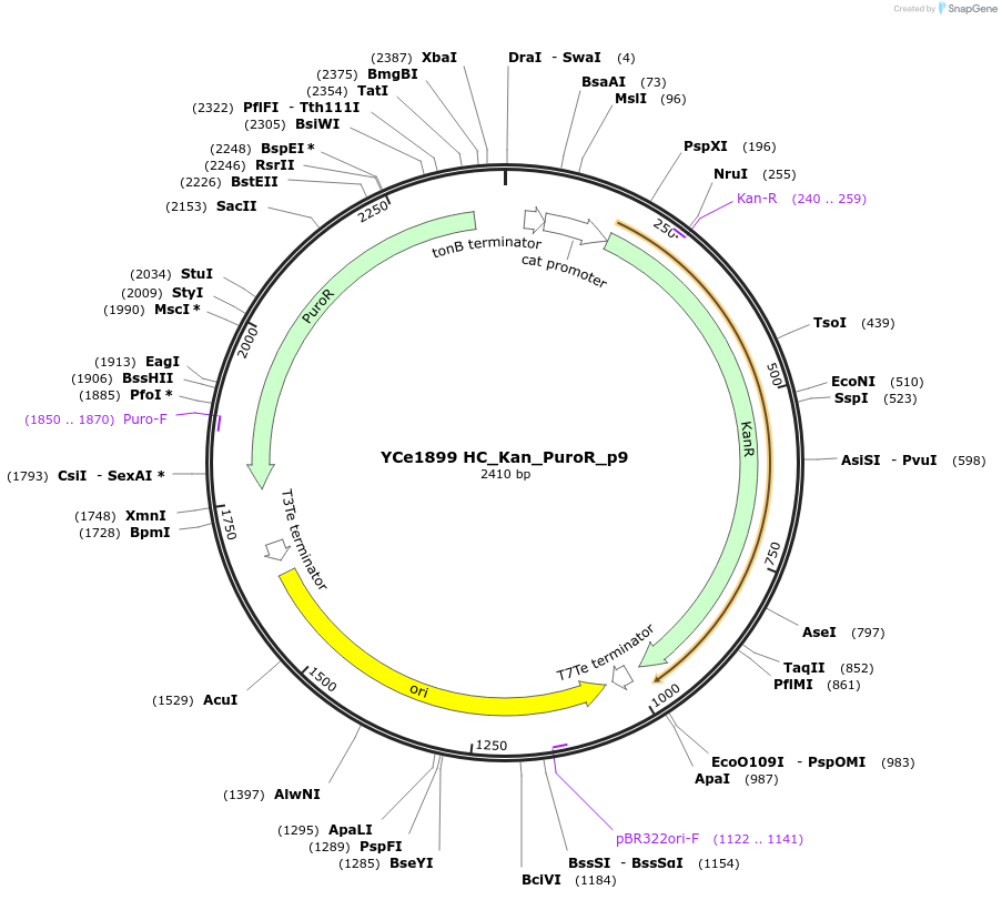 100682-plasmid-map-sequence-id-192893