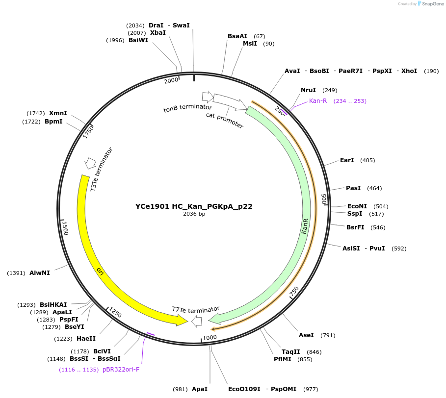 100683-plasmid-map-sequence-id-192894