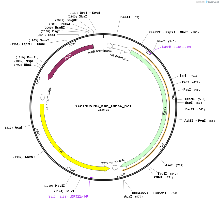 100685-plasmid-map-sequence-id-192896