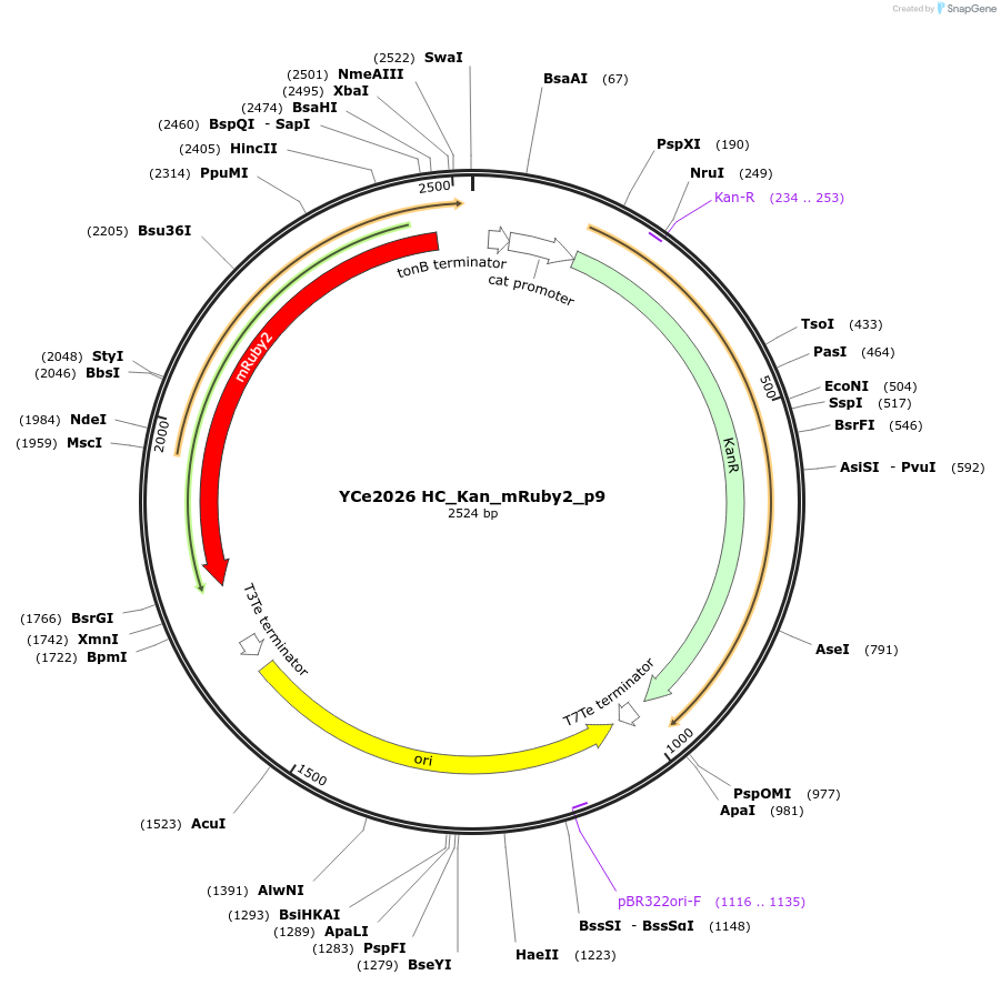 100687-plasmid-map-sequence-id-192898