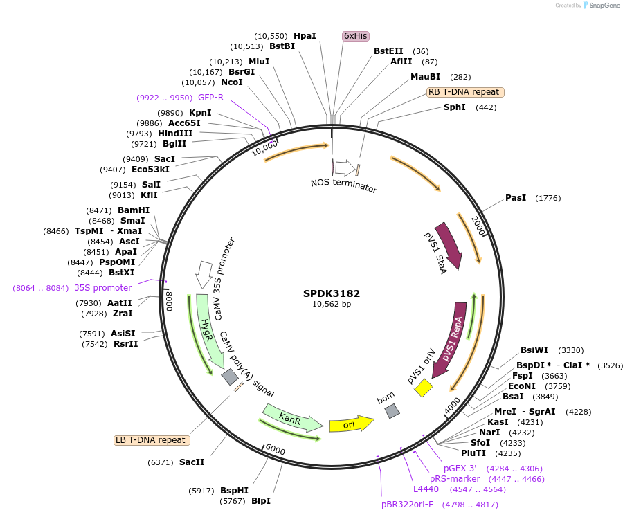 97404-plasmid-map-sequence-id-192899