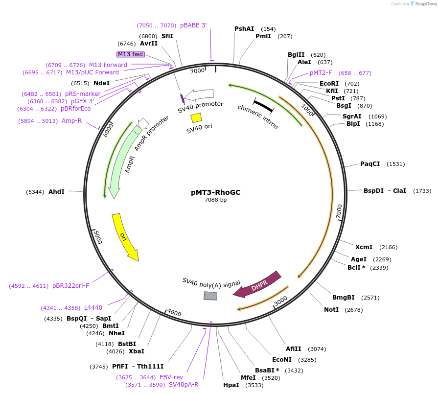 100031-plasmid-map-sequence-id-192905