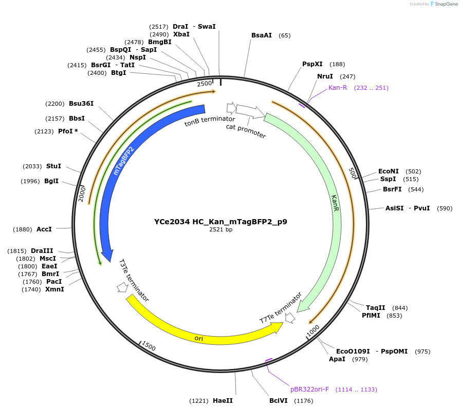 100689-plasmid-map-sequence-id-192908