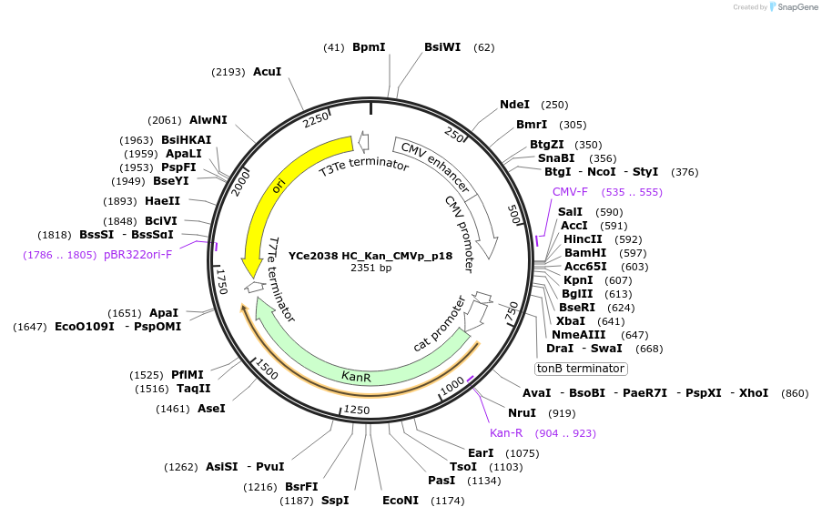 100690-plasmid-map-sequence-id-192912