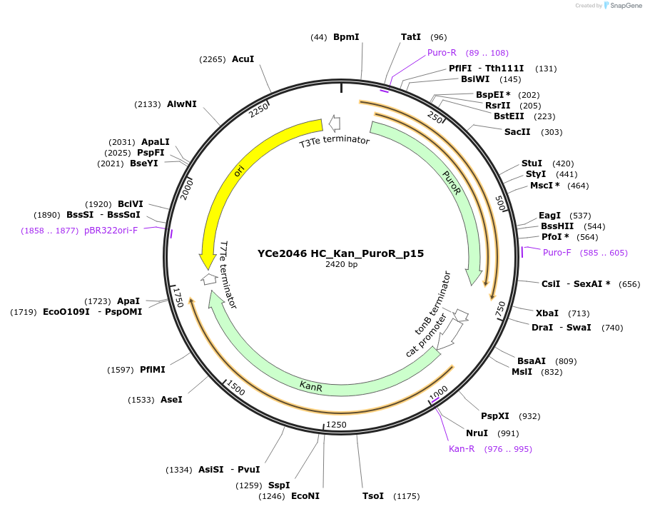 100692-plasmid-map-sequence-id-192915