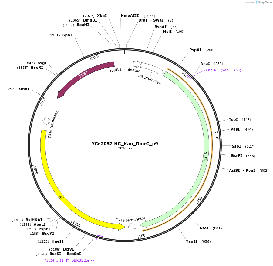 100693-plasmid-map-sequence-id-192916