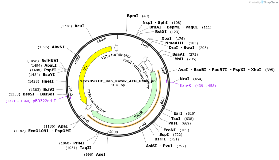 100694-plasmid-map-sequence-id-192917