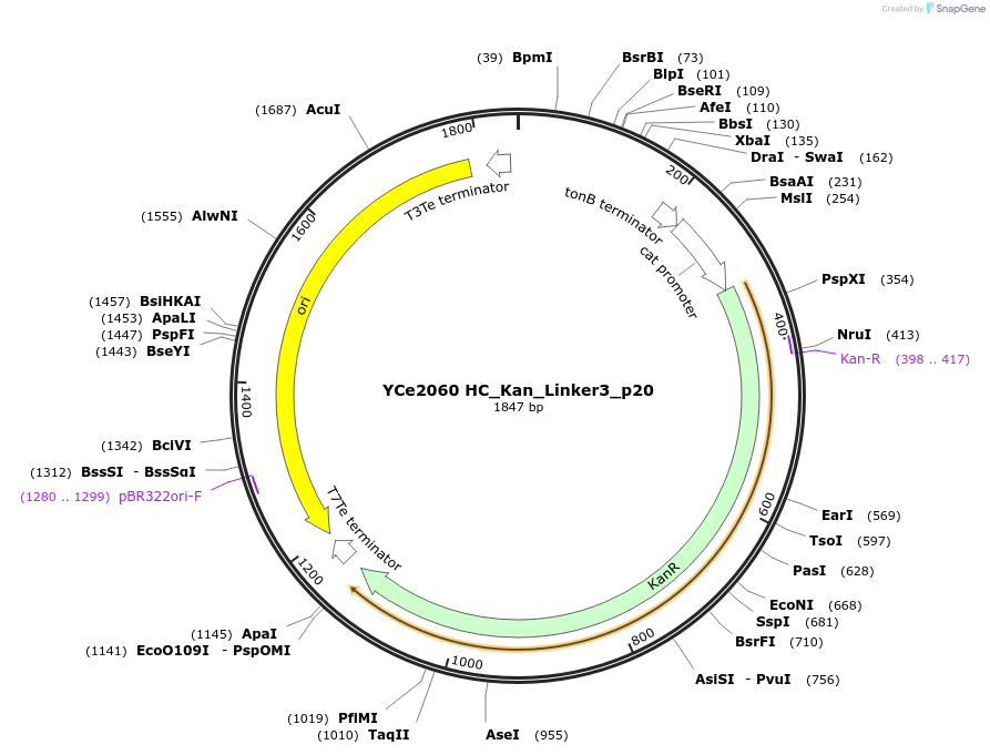 100695-plasmid-map-sequence-id-192918
