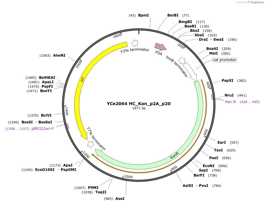 100696-plasmid-map-sequence-id-192919