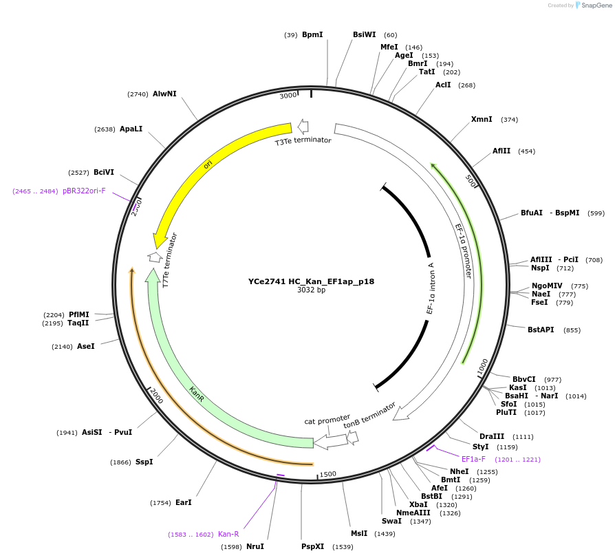 100698-plasmid-map-sequence-id-192921
