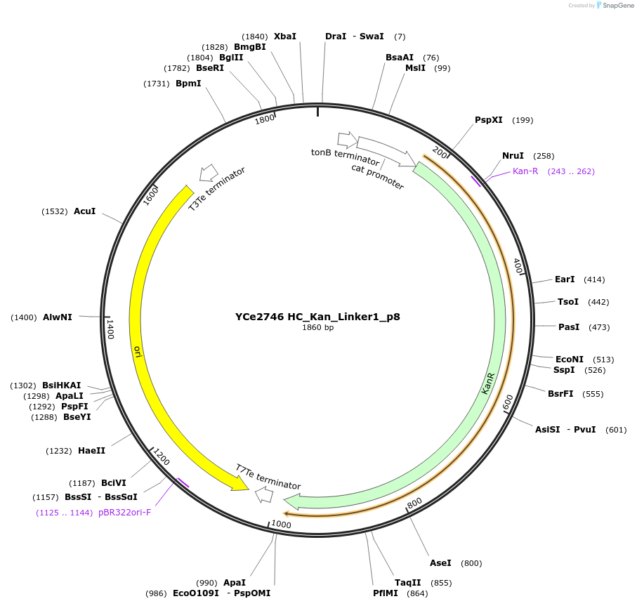 100699-plasmid-map-sequence-id-192923