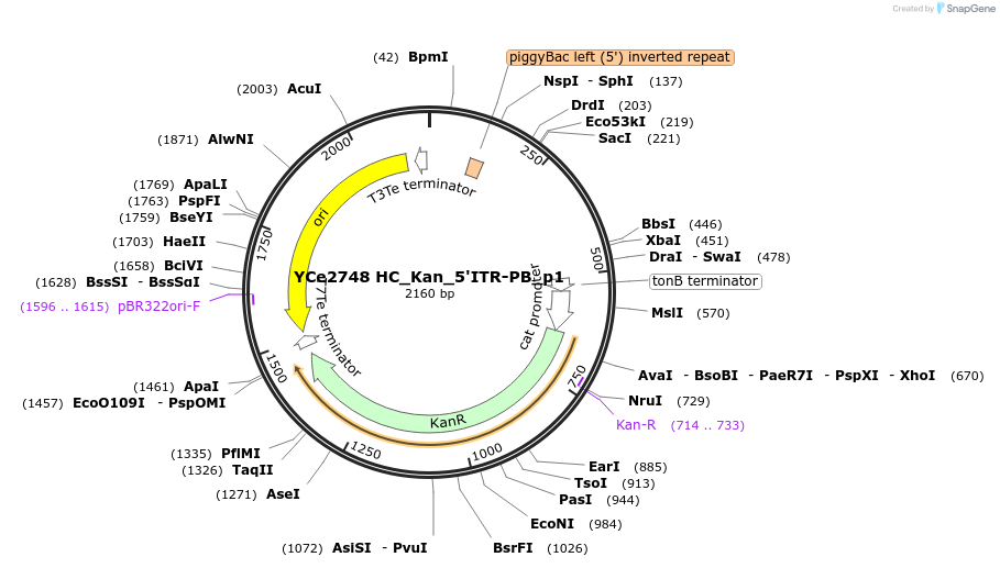 100700-plasmid-map-sequence-id-192924