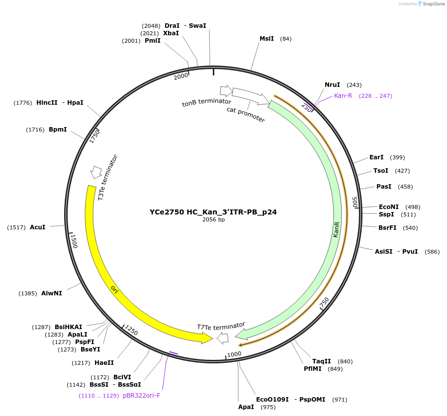 100701-plasmid-map-sequence-id-192926