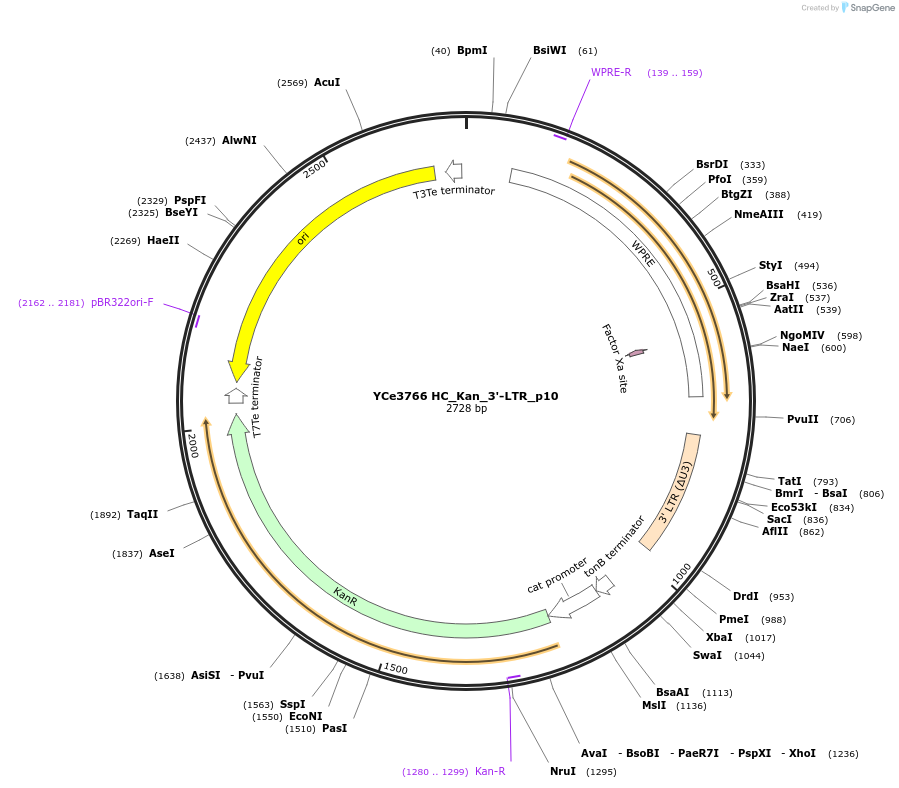 100703-plasmid-map-sequence-id-192928
