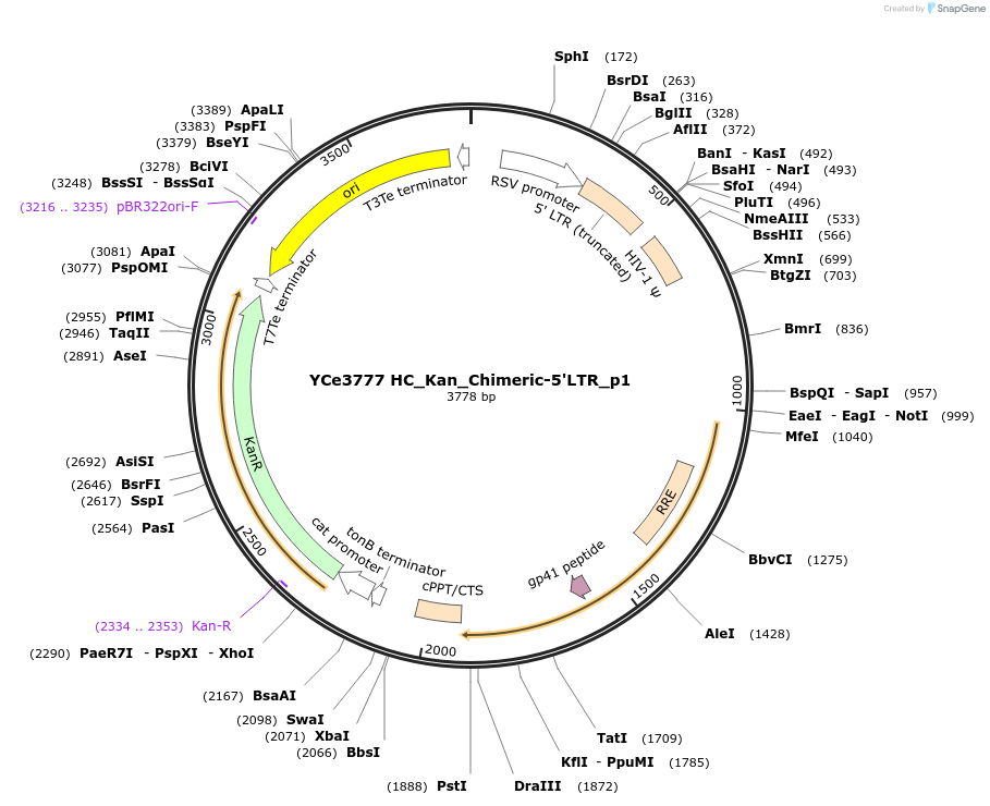 100704-plasmid-map-sequence-id-192930