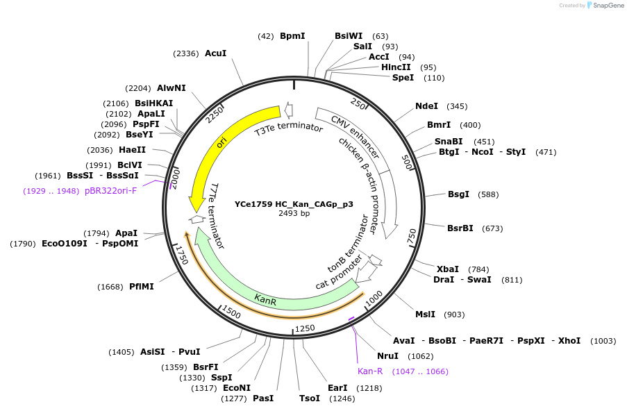 100672-plasmid-map-sequence-id-192934